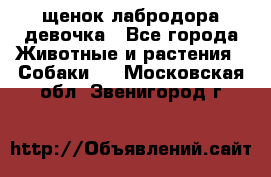 щенок лабродора девочка - Все города Животные и растения » Собаки   . Московская обл.,Звенигород г.